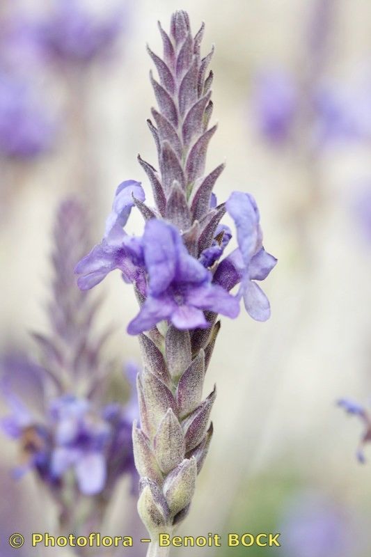Lavandula lancerottensis flower