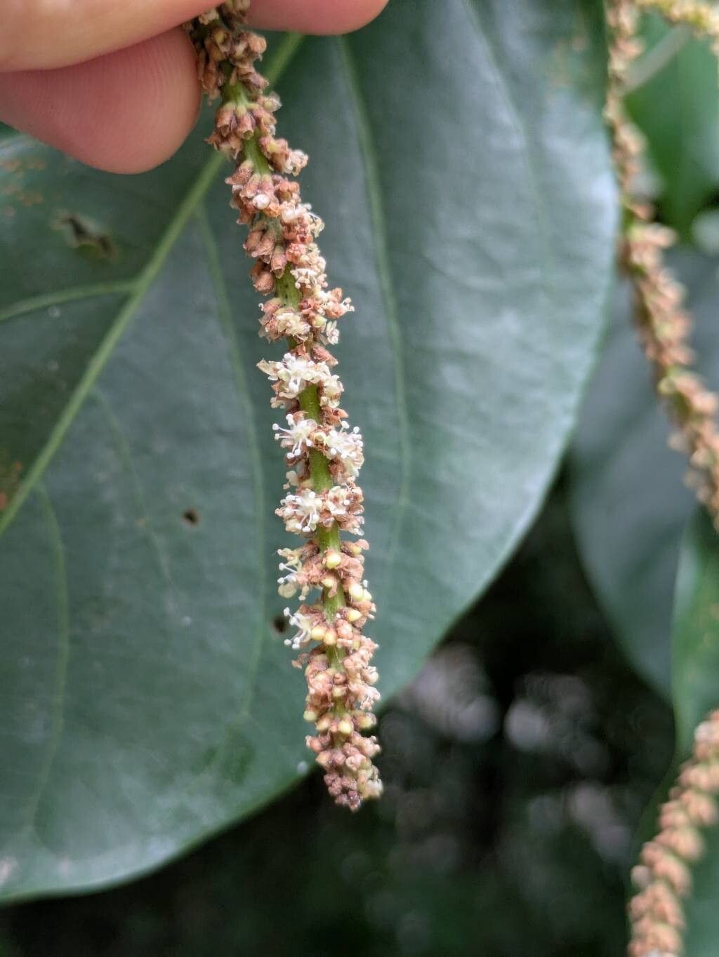 Coccoloba obtusifolia flower