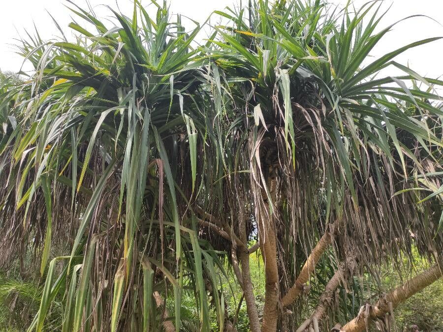 Pandanus mayotteensis — search result for 'Pandanus'