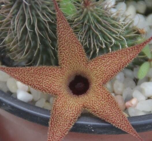 Huernia pillansii flower