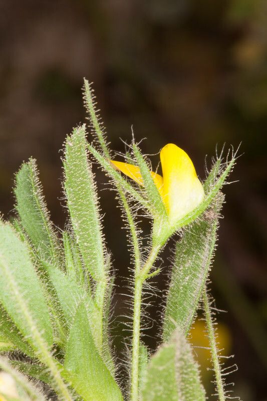 Ononis viscosa flower