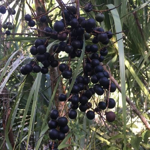 Sabal minor fruit