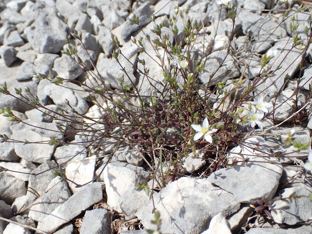 Arenaria provincialis habit