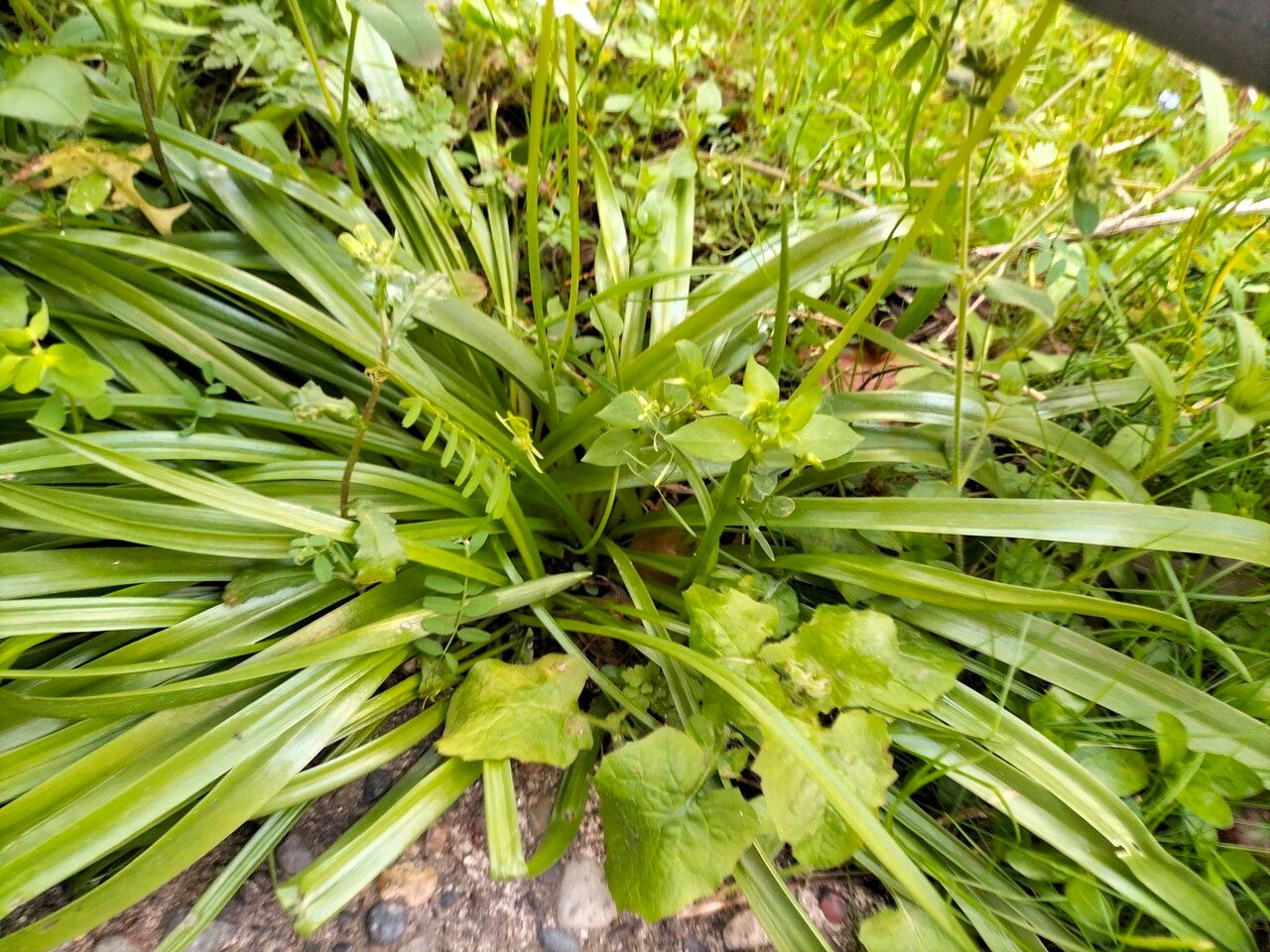 Hyacinthoides × massartiana — search result for 'Hyacinthoides'