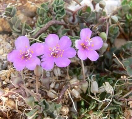 Anacampseros coahuilensis — related species from the same genus