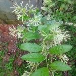 Cestrum nocturnum