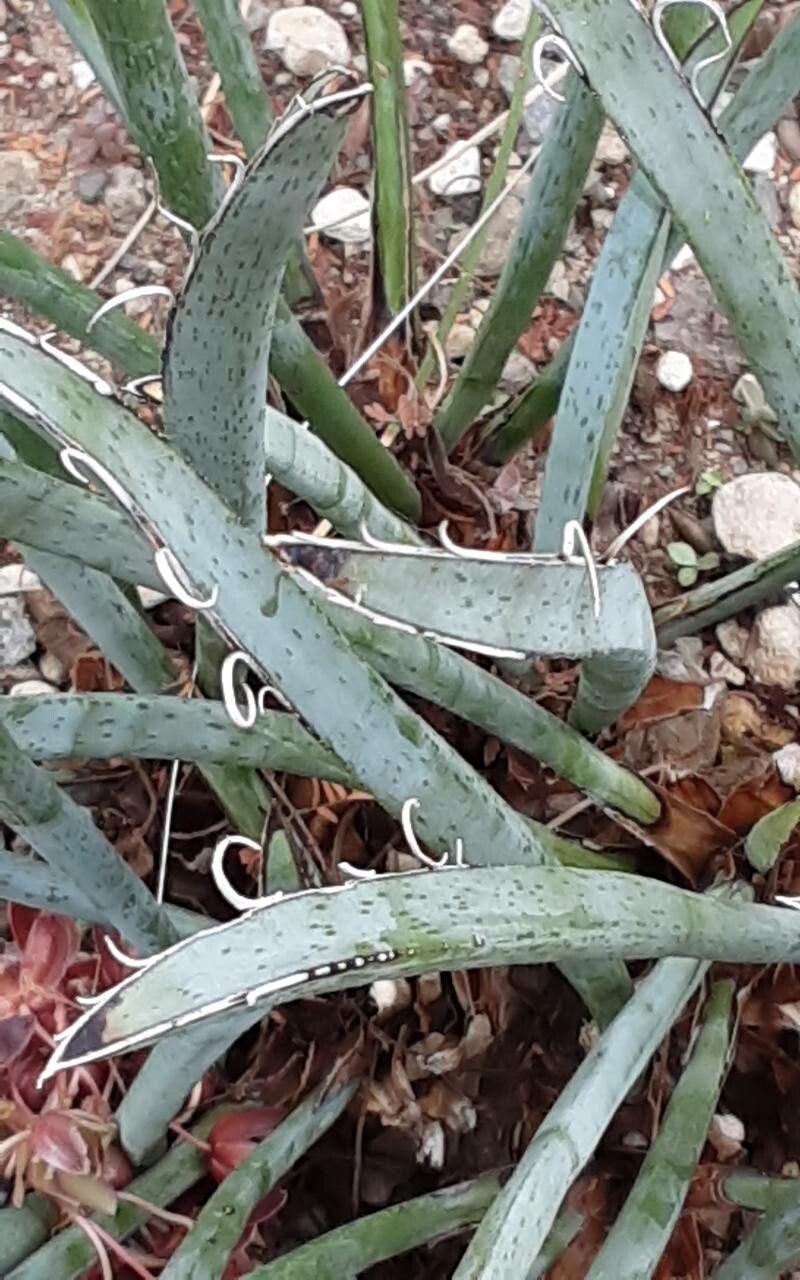 Yucca endlichiana — search result for 'Yucca'