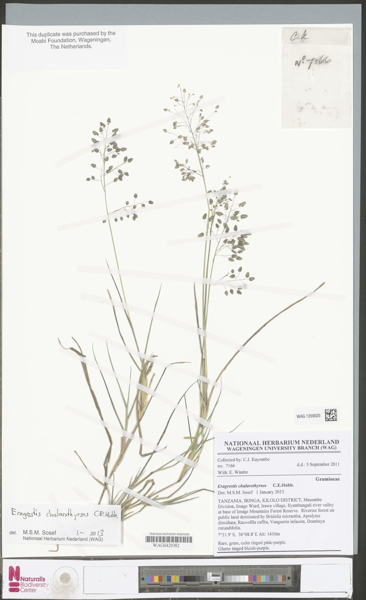 Eragrostis chalarothyrsos — search result for 'Eragrostis'