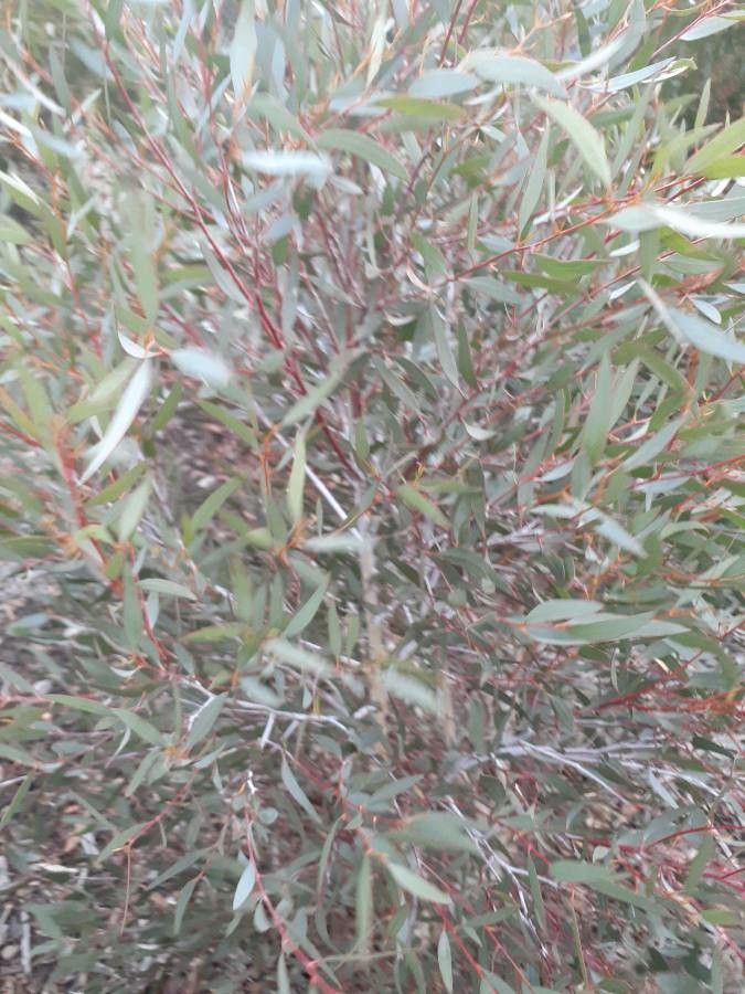 Eucalyptus erythronema — search result for 'Eucalyptus'