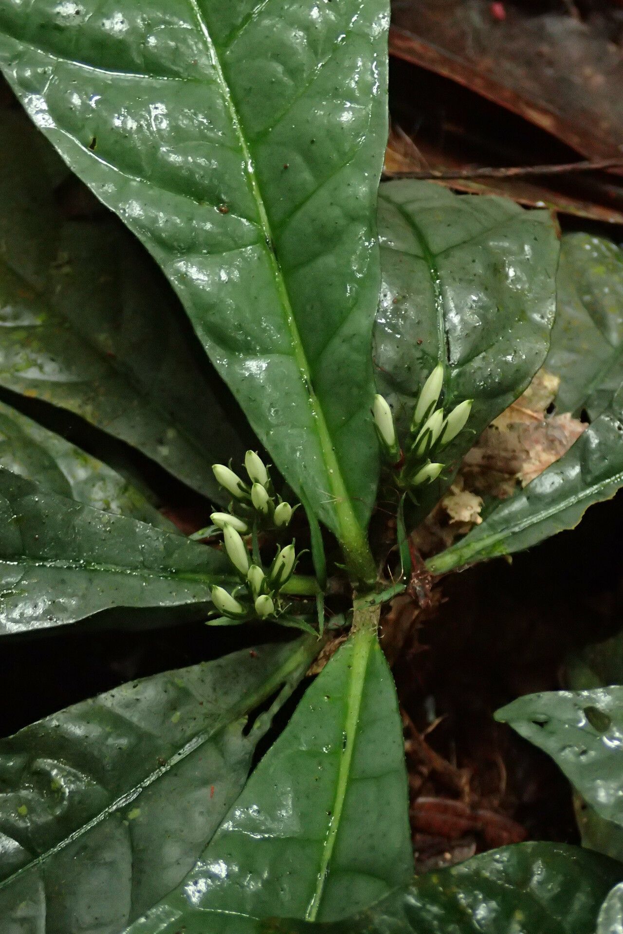 Pavetta microthamnus flower