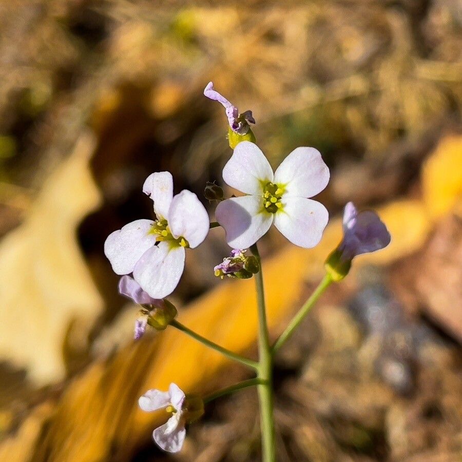 Arabidopsis arenosa flower
