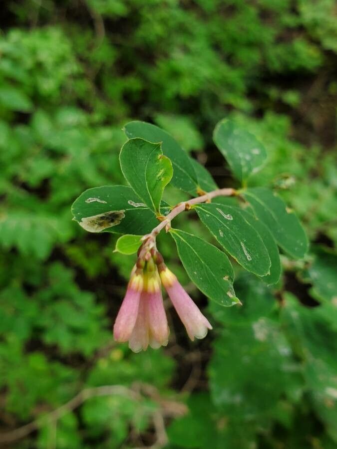 Symphoricarpos rotundifolius flower