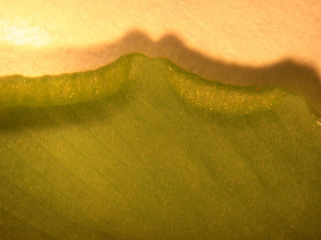 Adiantum petiolatum other