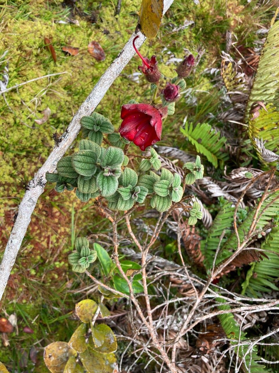 Tibouchina grossa habit
