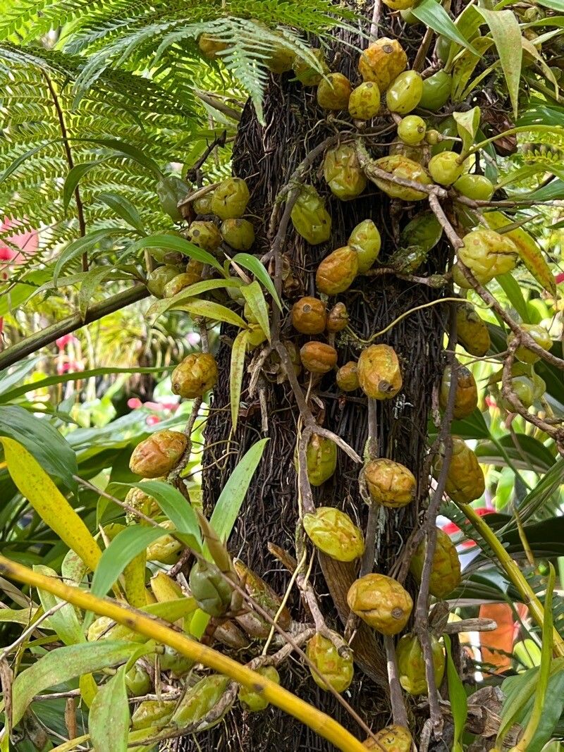 Coelogyne cristata fruit