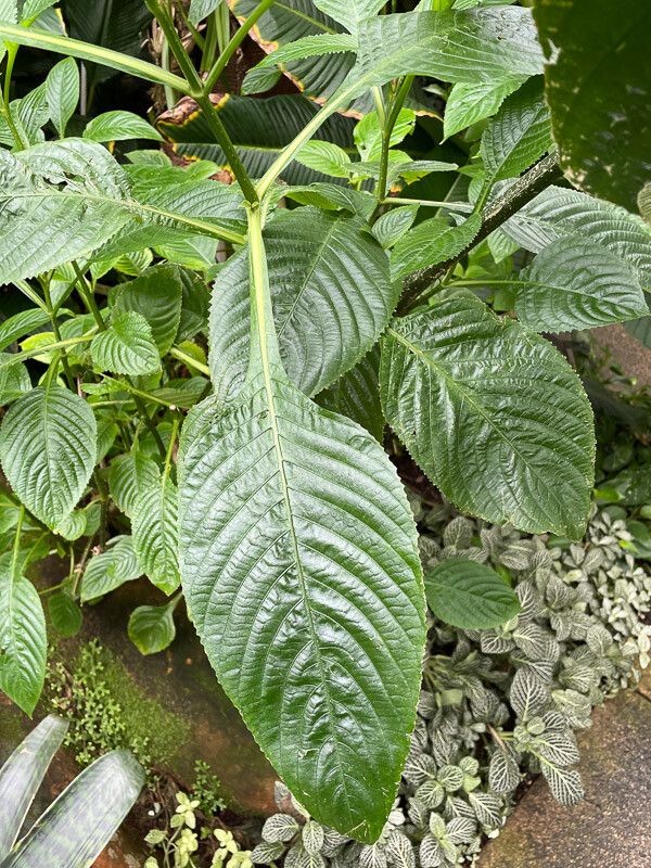Brillantaisia owariensis leaf