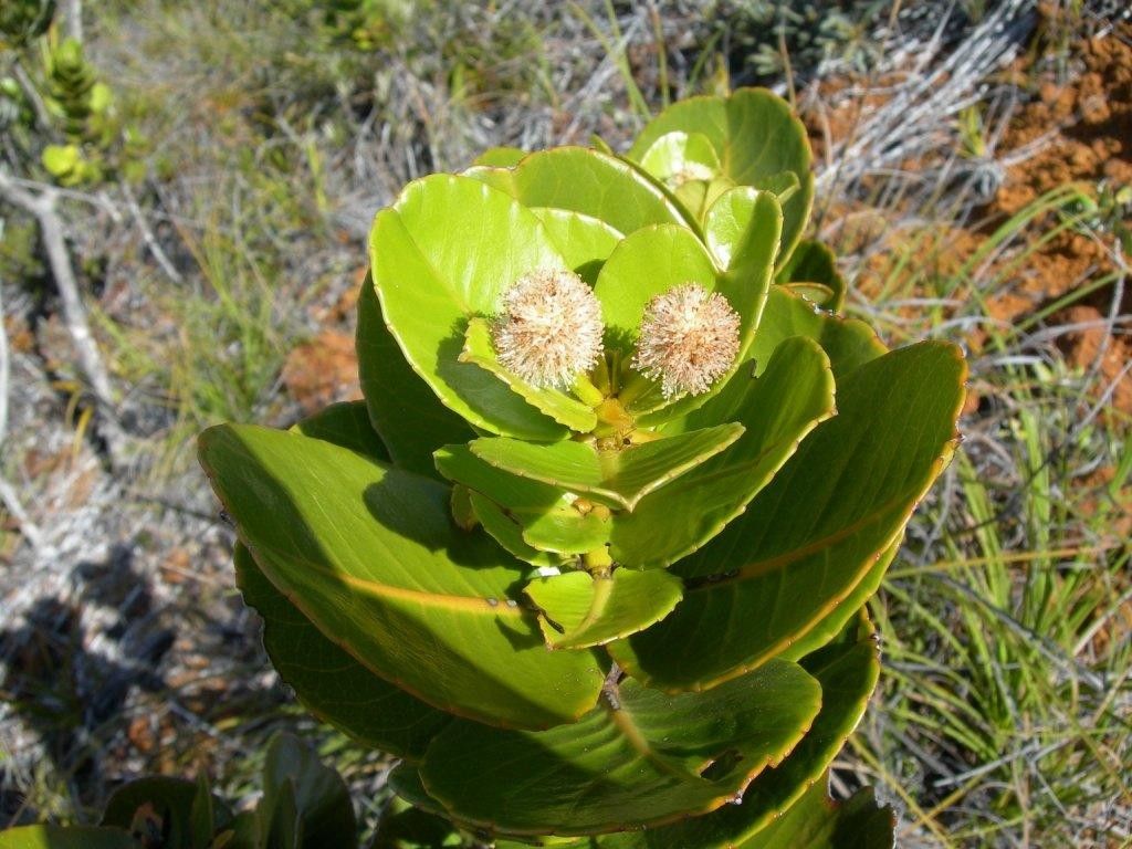 Pancheria robusta — search result for 'Cunoniaceae'