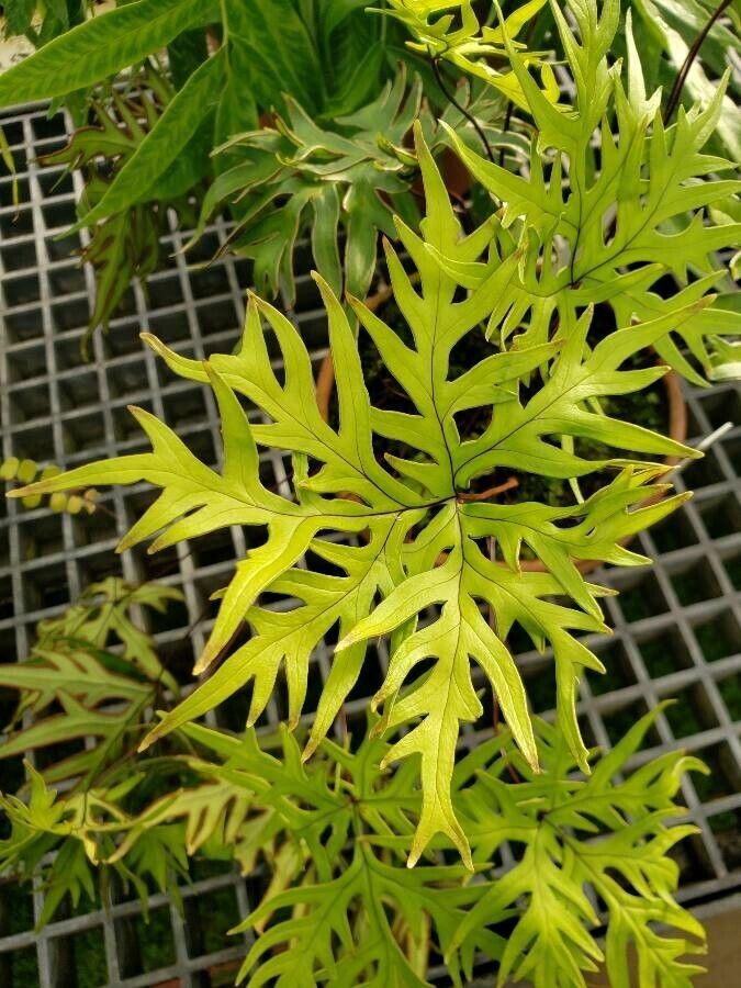 Hemionitis doryopteris leaf