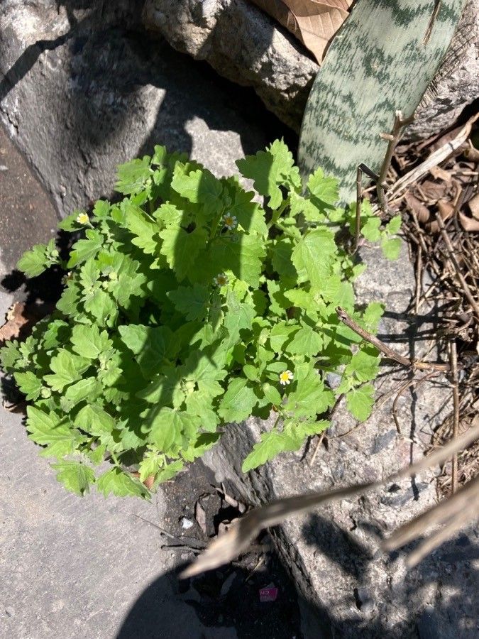 Perityle microglossa — related species from the same genus