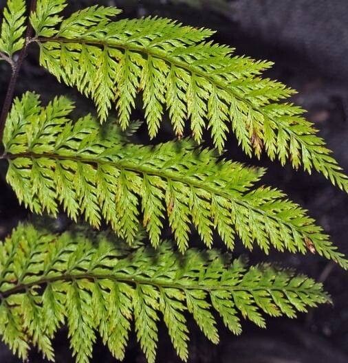 Leptolepia novae-zelandiae — search result for 'Dennstaedtiaceae'