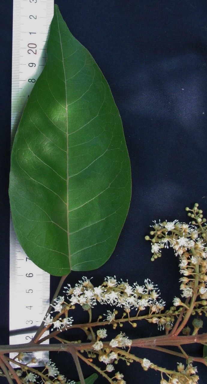 Croton tenuicaudatus — houseplant care guide