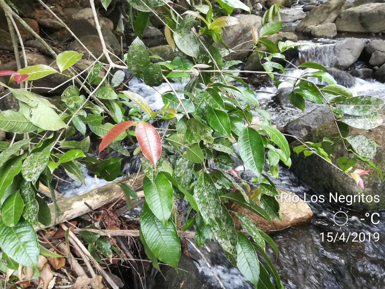 Eugenia lithosperma leaf