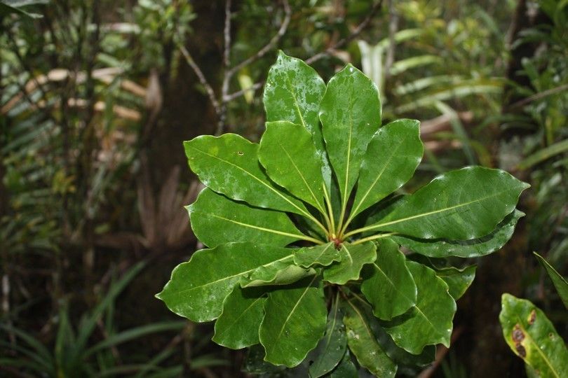 Pittosporum paniense — search result for 'Pittosporaceae'