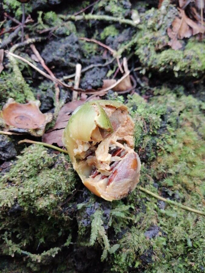 Diospyros borbonica fruit