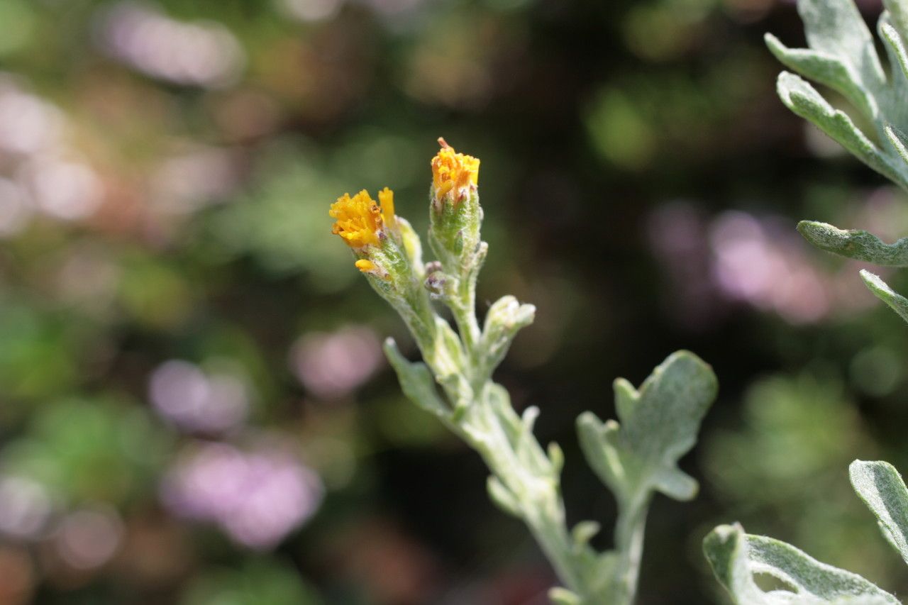 Jacobaea × mirabilis — search result for 'Jacobaea'