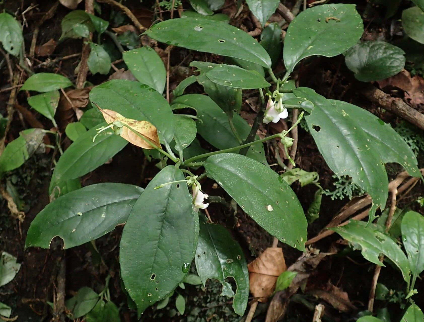 Impatiens akomensis habit