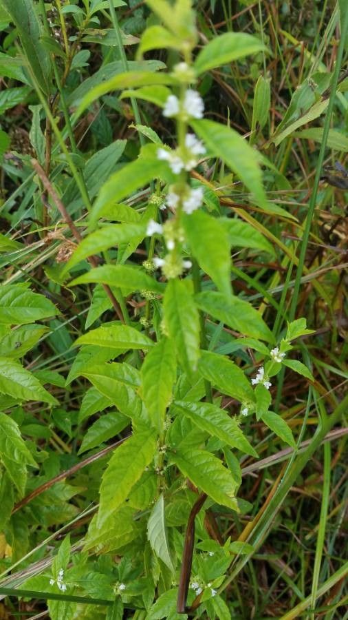 Lycopus rubellus — flood tolerant houseplant