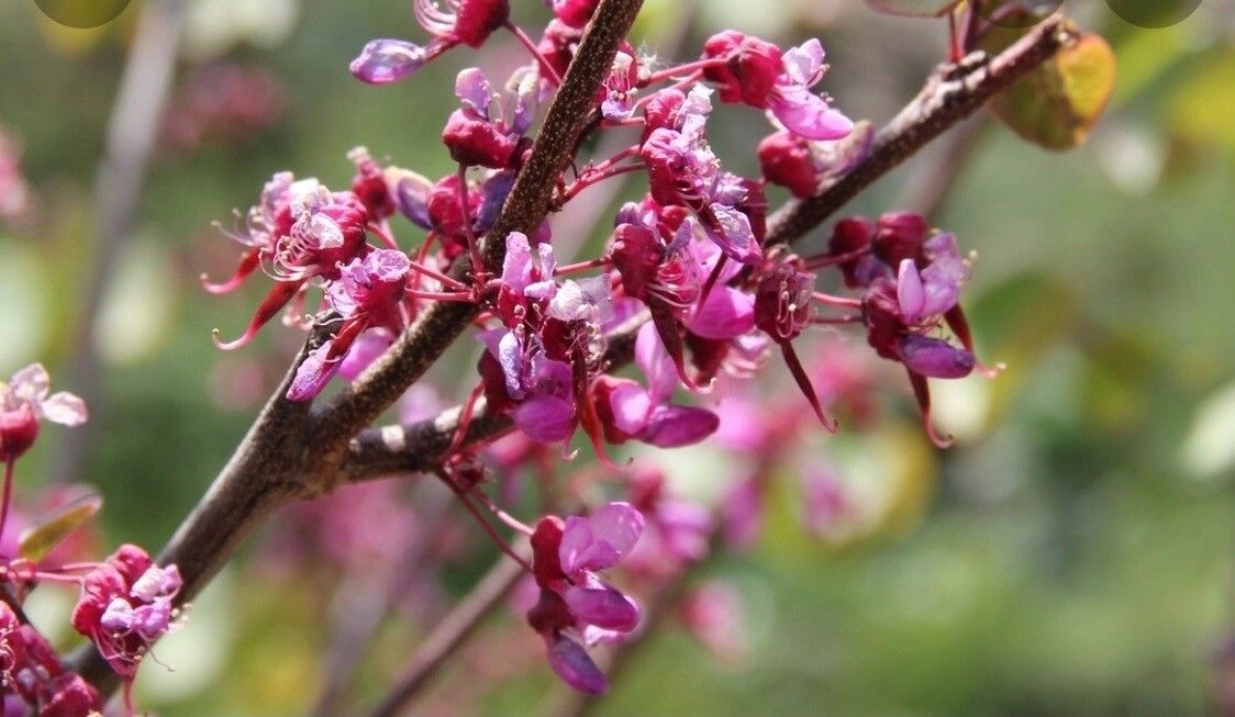 Cercis griffithii flower
