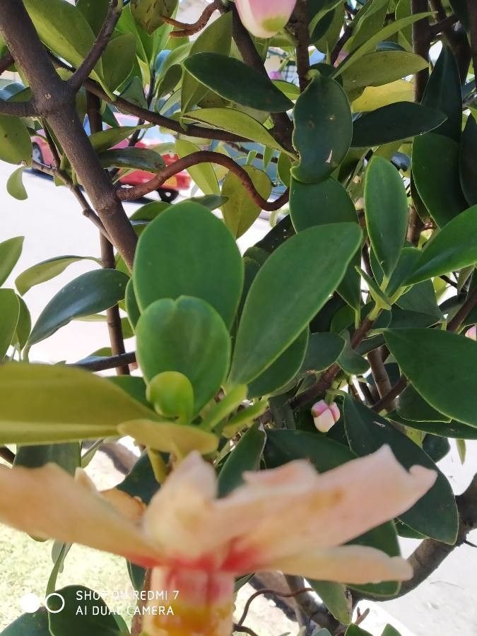 Clusia grandiflora fruit