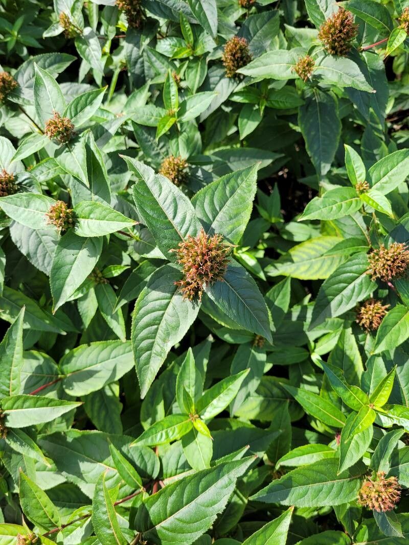 Diervilla sessilifolia fruit