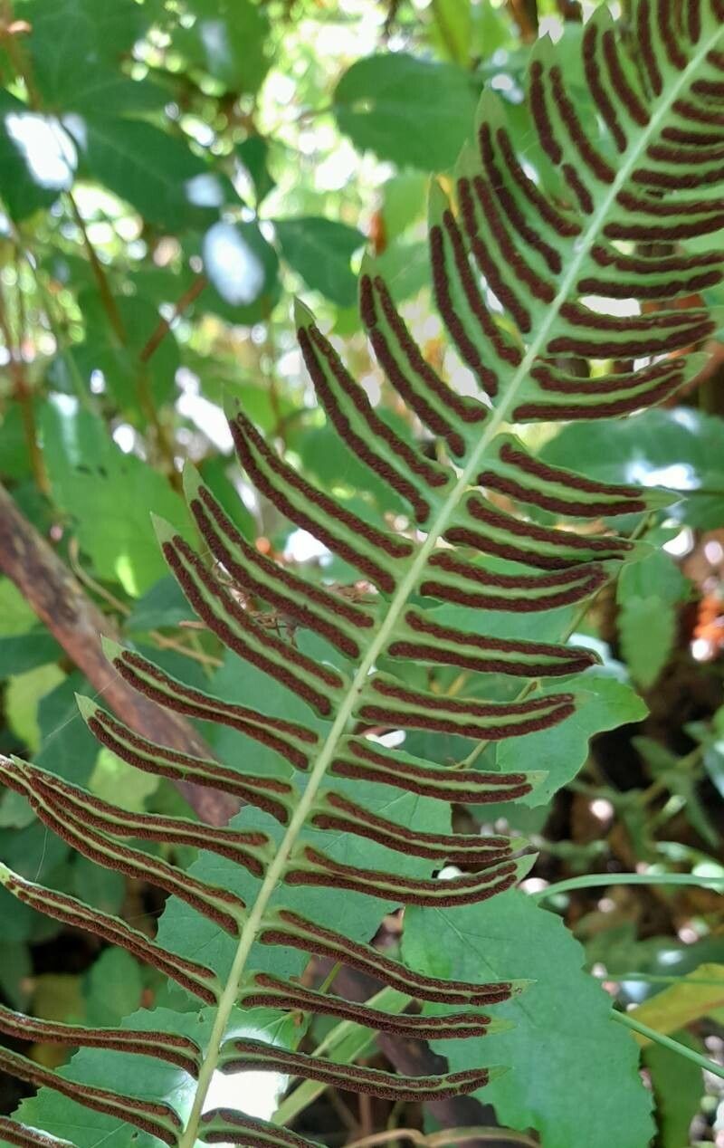 Blechnum hastatum fruit