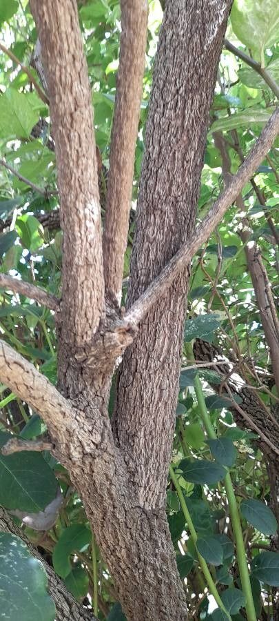 Citronella mucronata bark