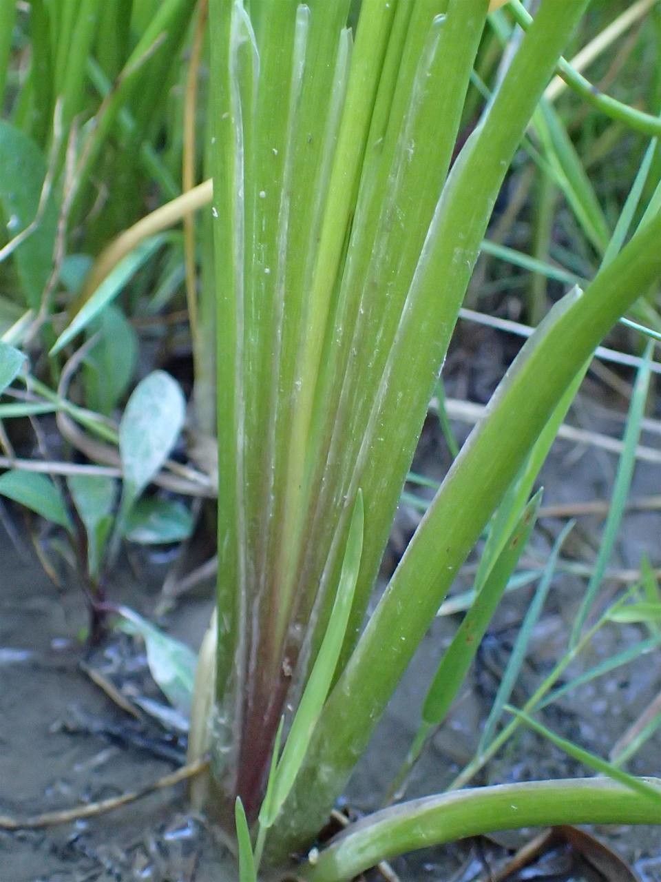 Triglochin palustris — houseplant care guide