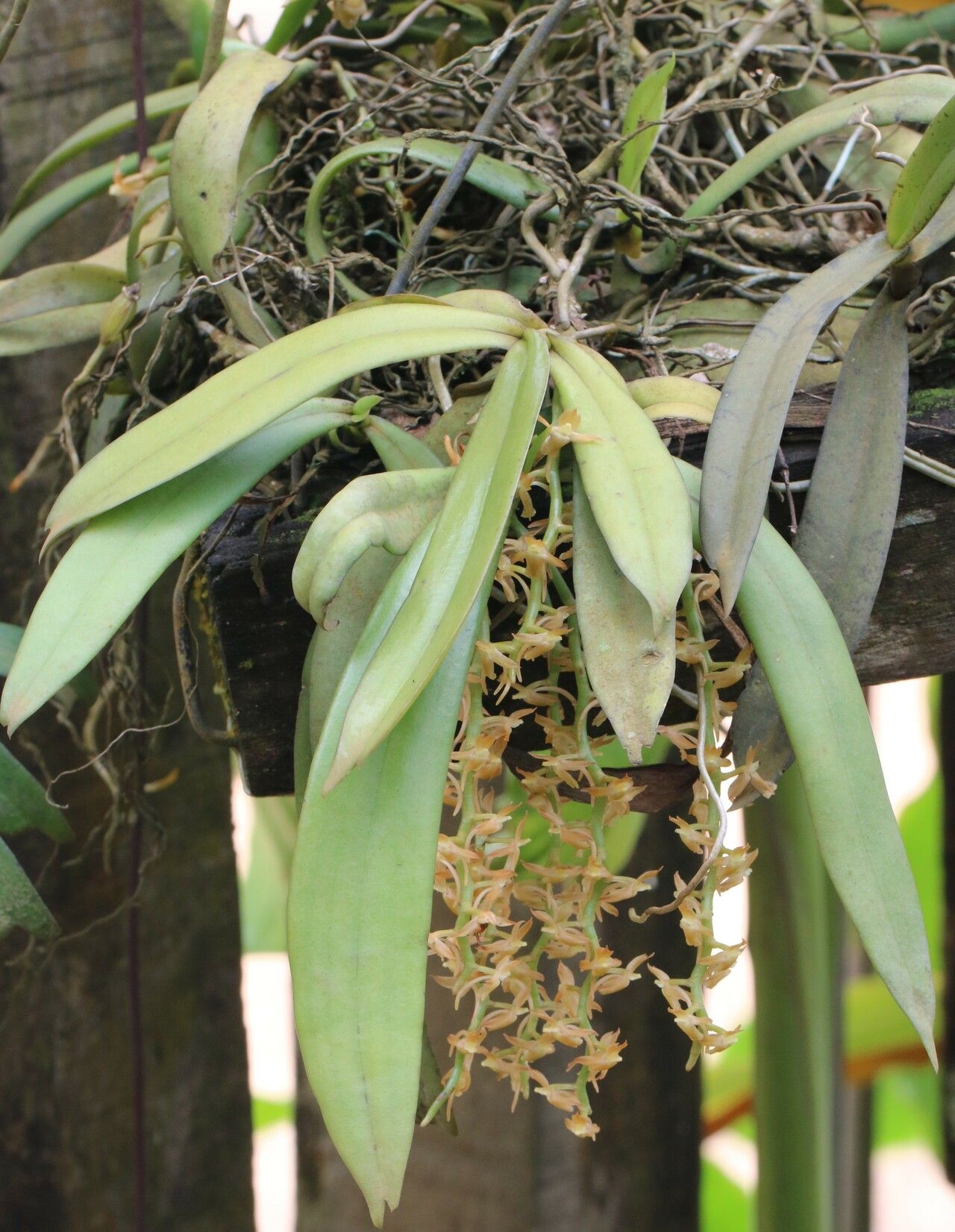 Diaphananthe plehniana habit