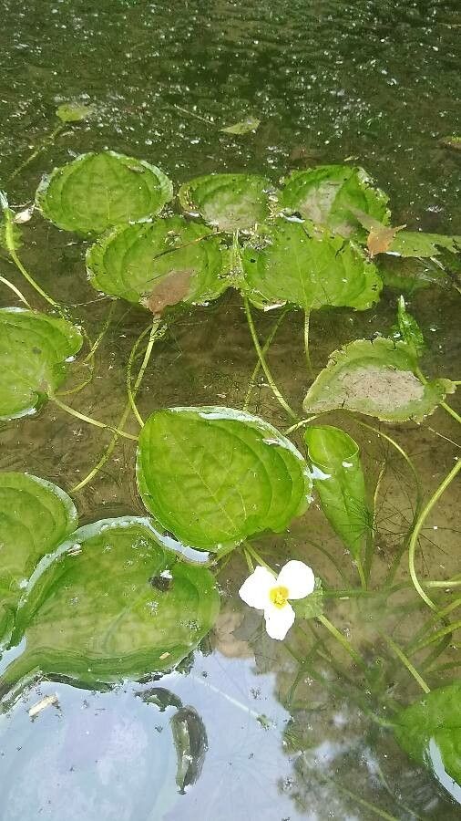 Ottelia alismoides — search result for 'Hydrocharitaceae'