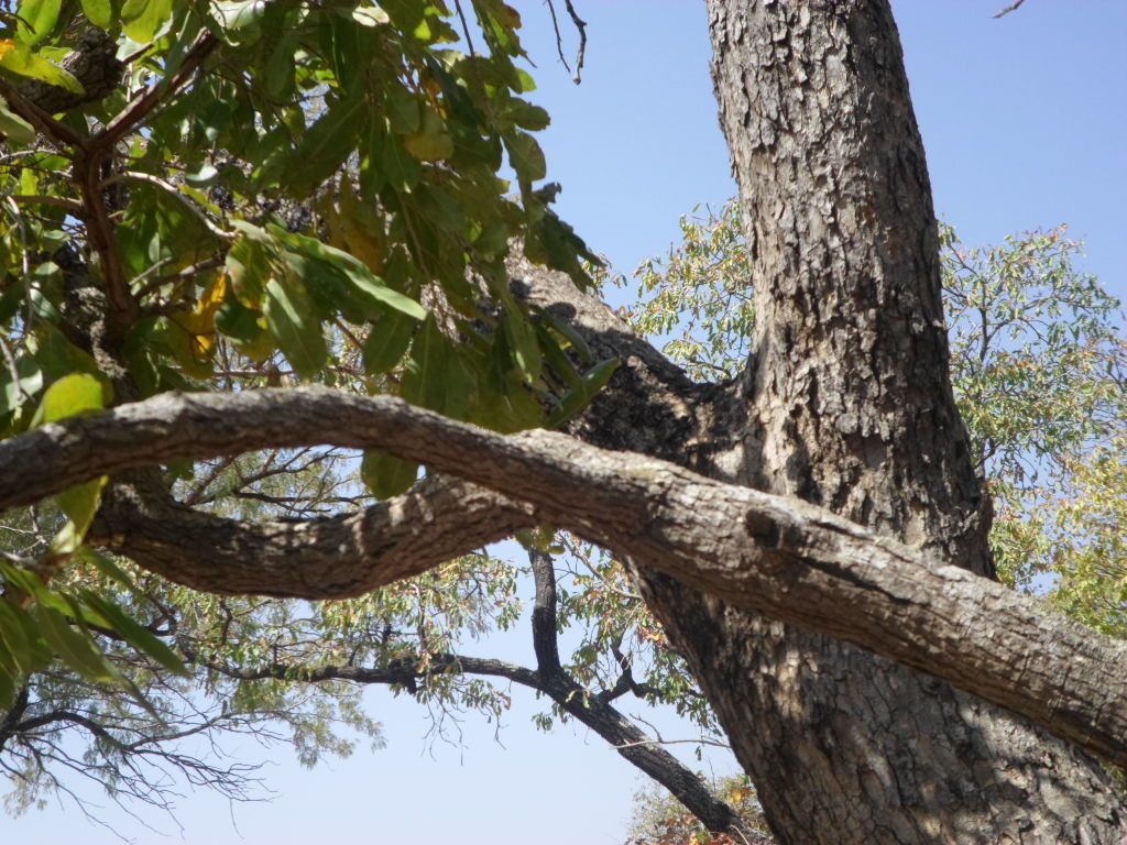 Ochna schweinfurthiana habit