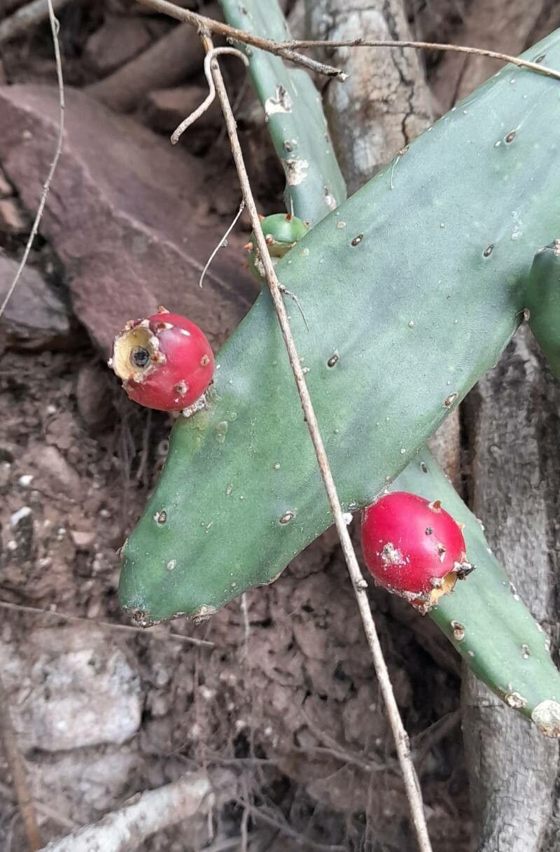 Opuntia anacantha fruit