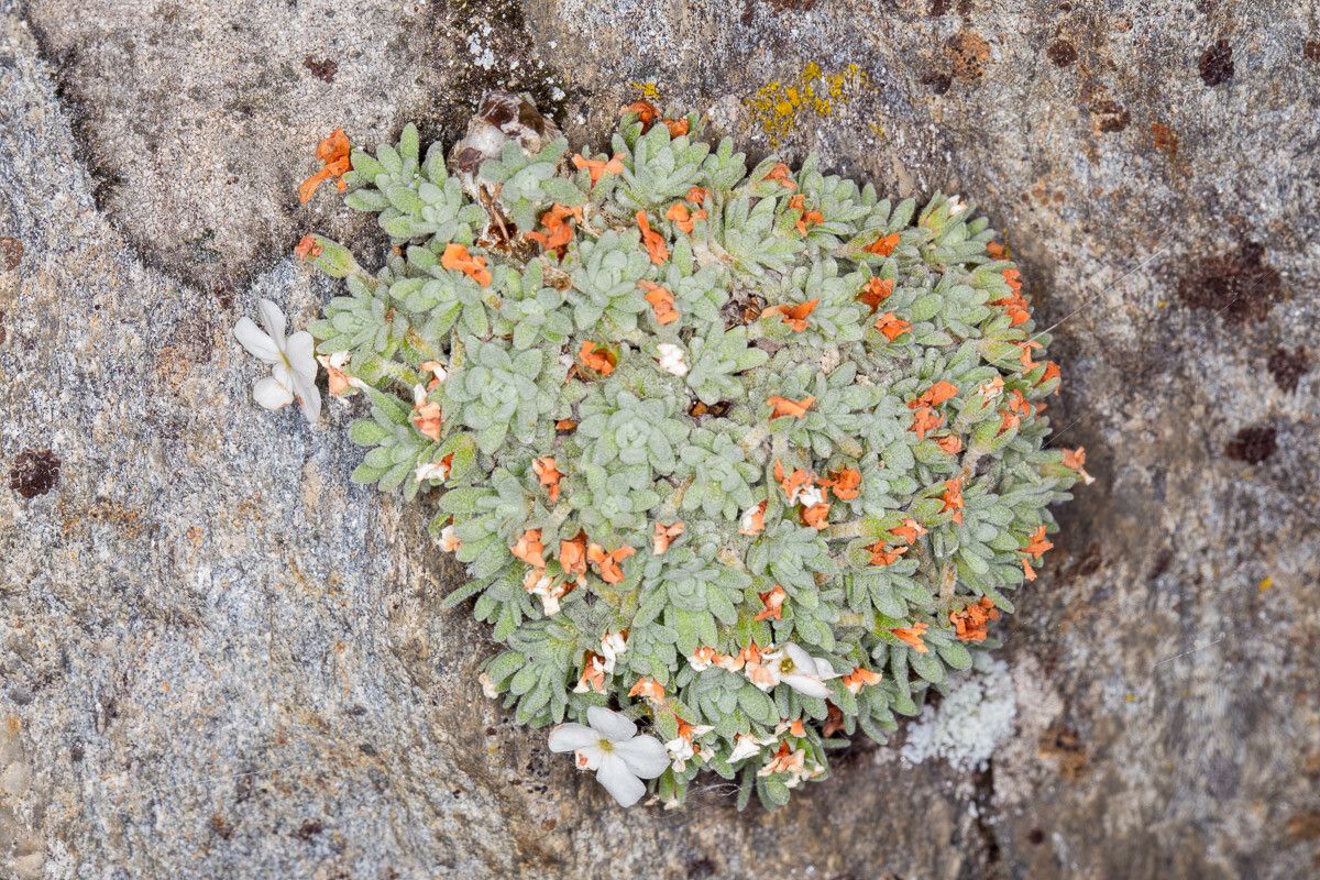 Androsace vandellii — search result for 'Primula'