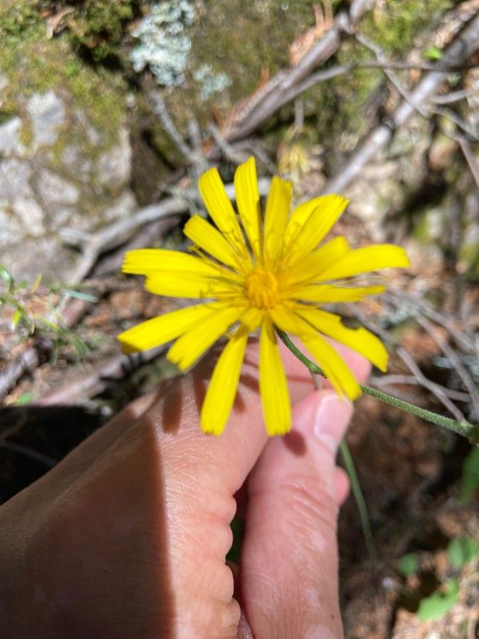 Hieracium umbrosum flower