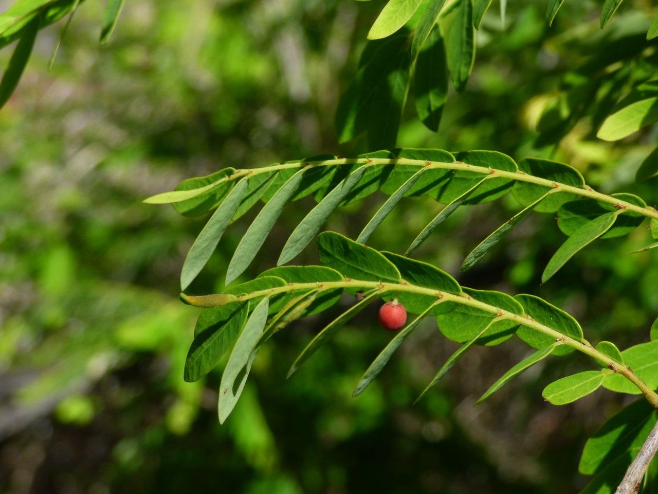 Phyllanthus casticum fruit