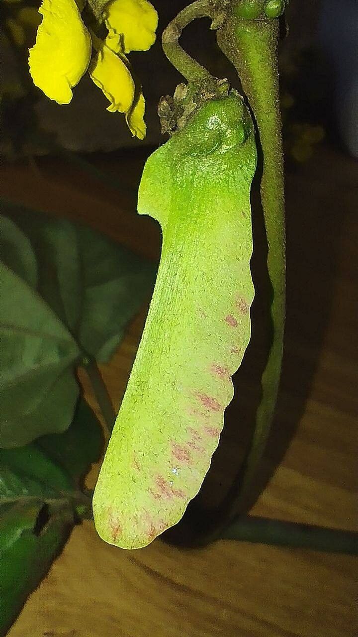 Stigmaphyllon sinuatum fruit