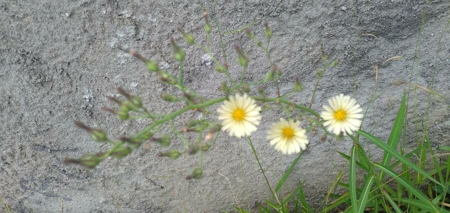 Lactuca indica flower