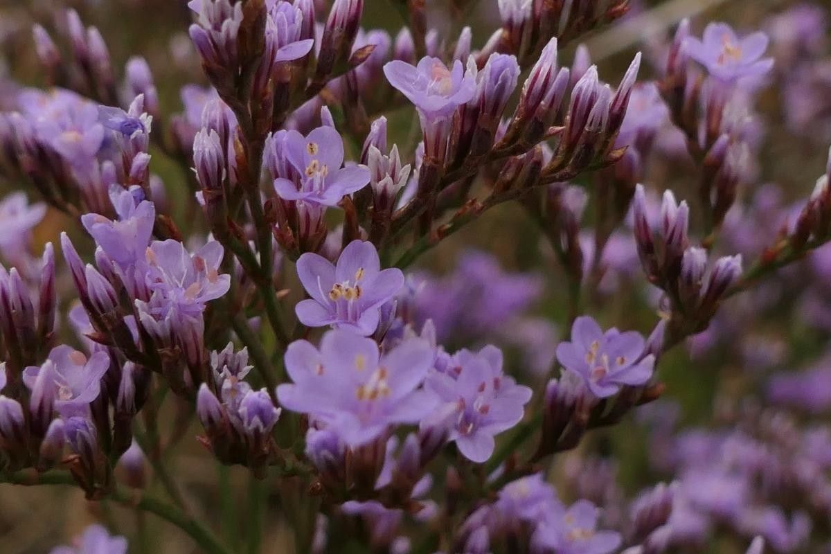 Limonium × neumanii flower