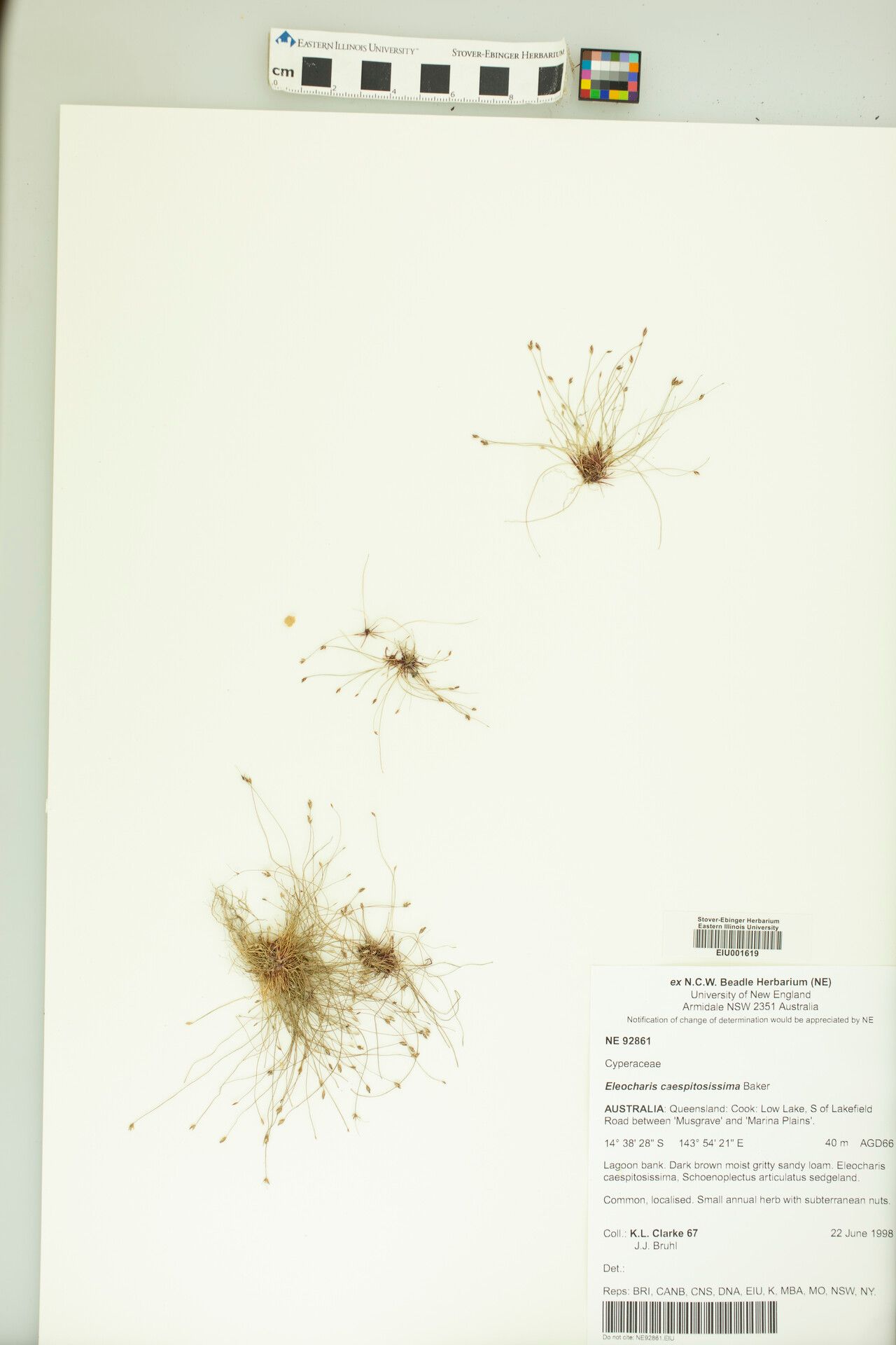 Eleocharis caespitosissima — search result for 'Eleocharis'