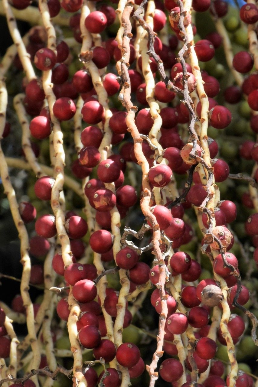 Acanthophoenix rubra fruit