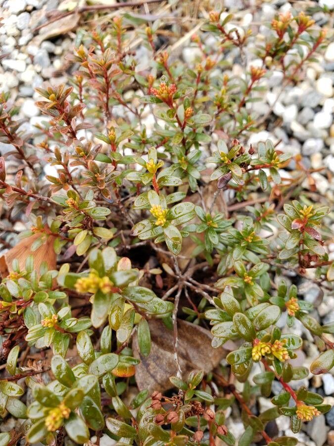 Leiophyllum buxifolium leaf